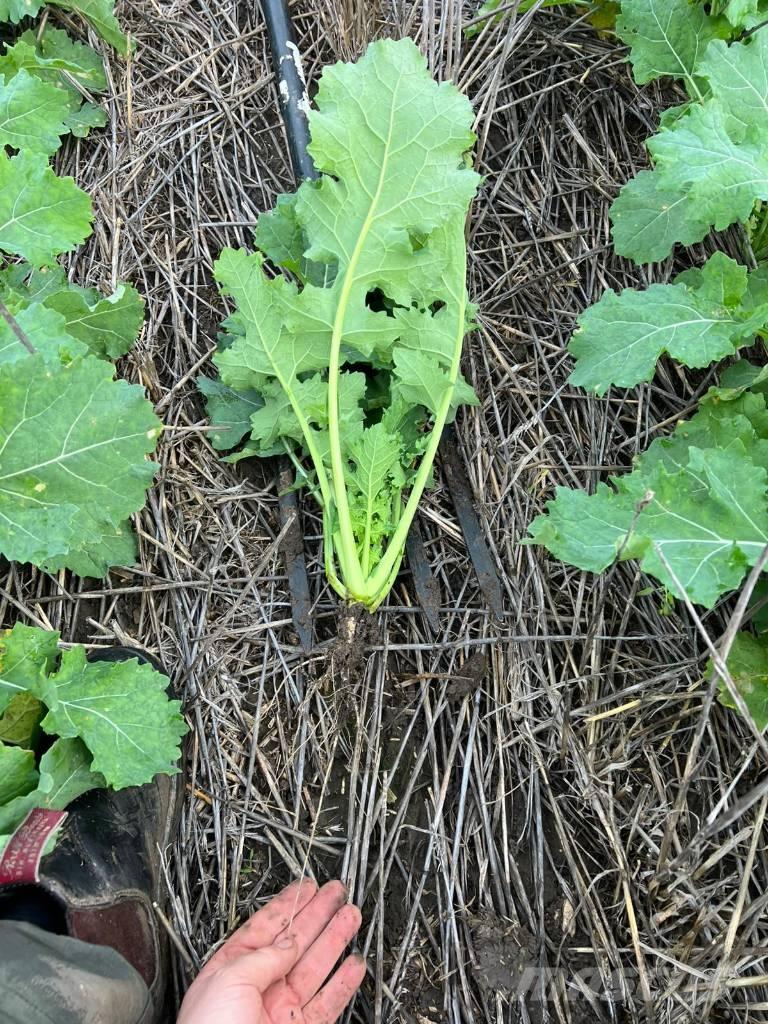 Horsch Focus 6 TD Mechanické secí stroje