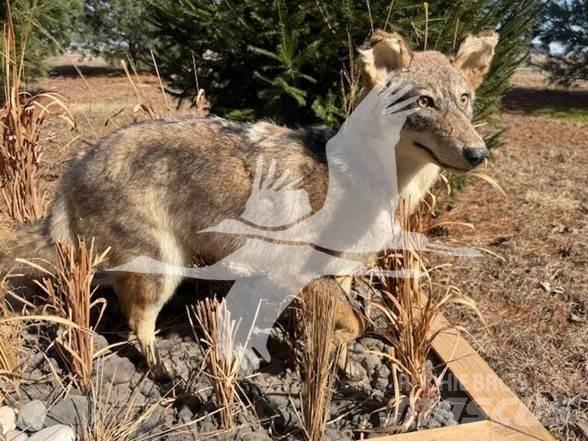 Coyote  Stavebnictví - ostatní