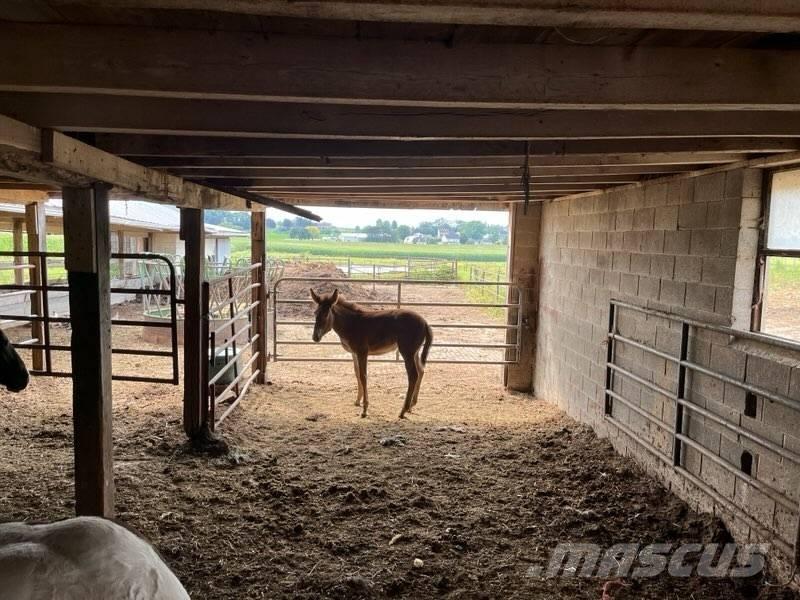  Mule Colt Další stroje a zařízení pro chov zemědělských zvířat
