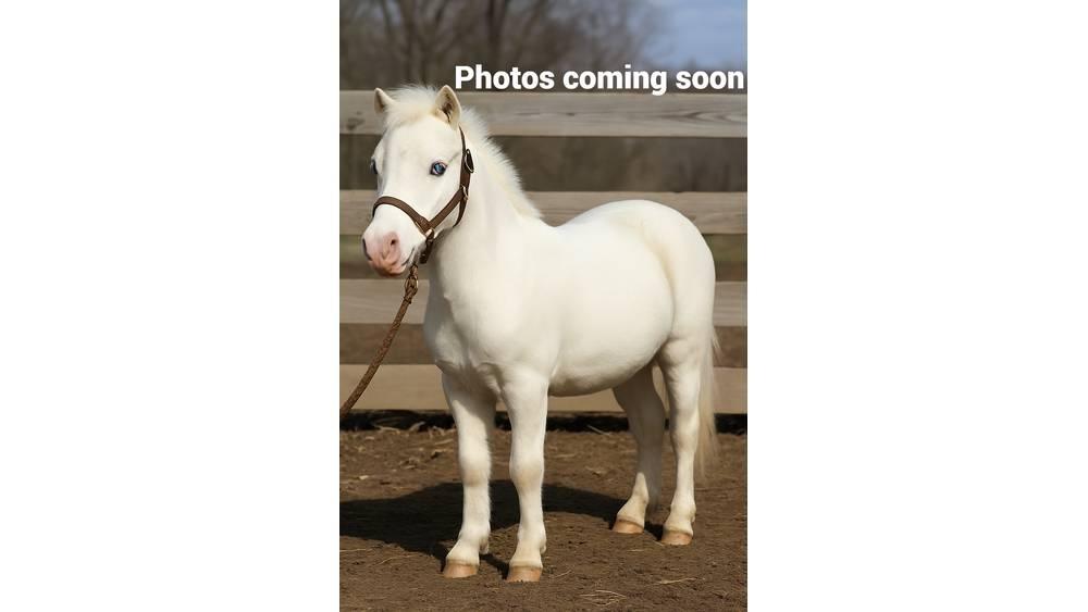 White Pony 40in Dojírny a dojicí zařízení