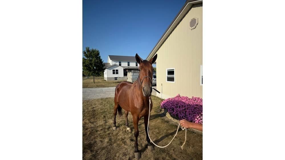  Horse Standardbred Další stroje a zařízení pro chov zemědělských zvířat