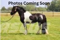  Horse Standardbred Další stroje a zařízení pro chov zemědělských zvířat