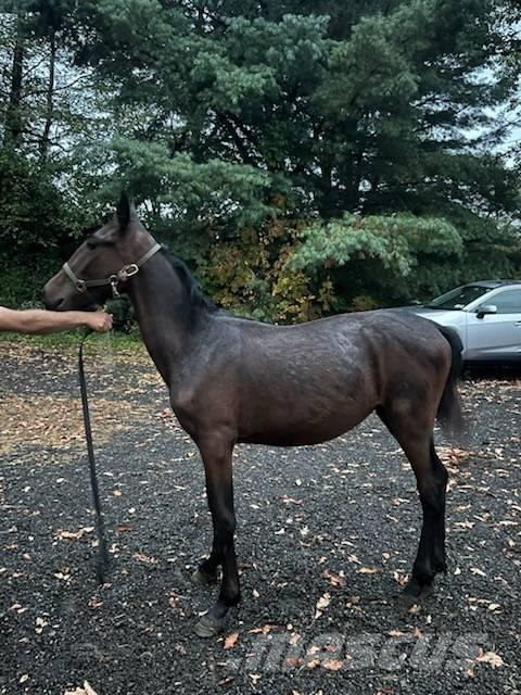  Horse Standardbred Další stroje a zařízení pro chov zemědělských zvířat