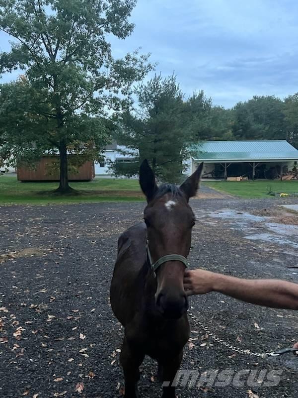 Horse Standardbred Další stroje a zařízení pro chov zemědělských zvířat