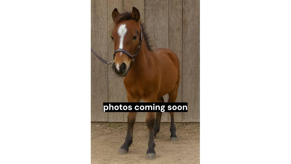  Pony Stallion 35in Dojírny a dojicí zařízení