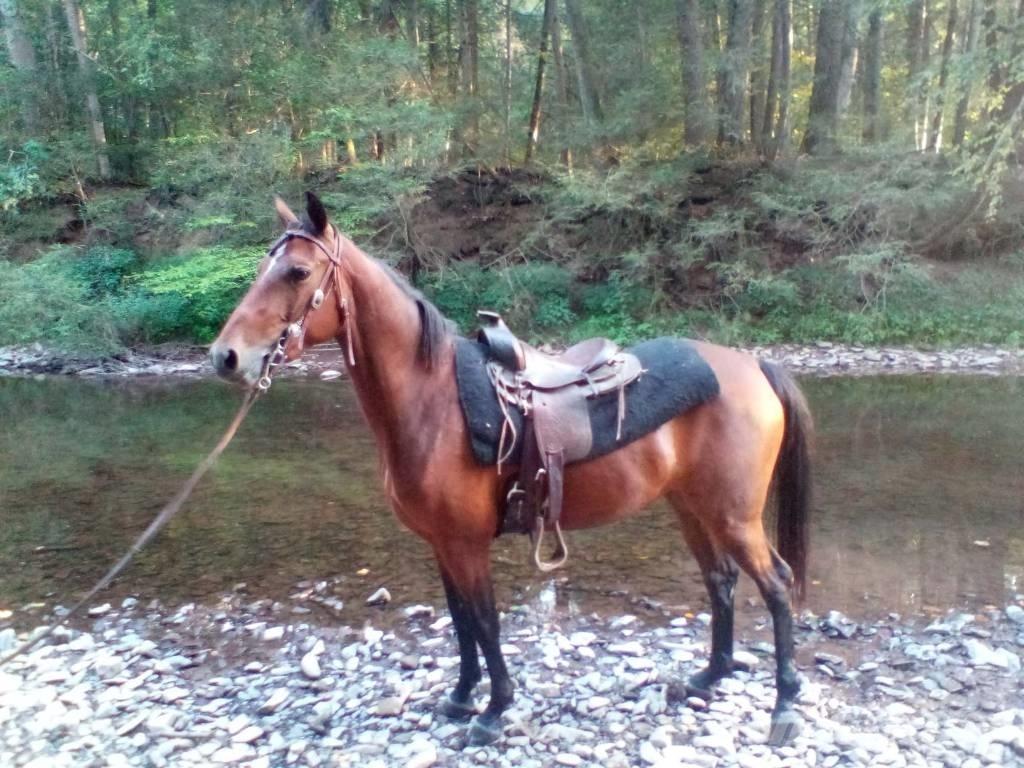 Morgan Mare Další stroje a zařízení pro chov zemědělských zvířat