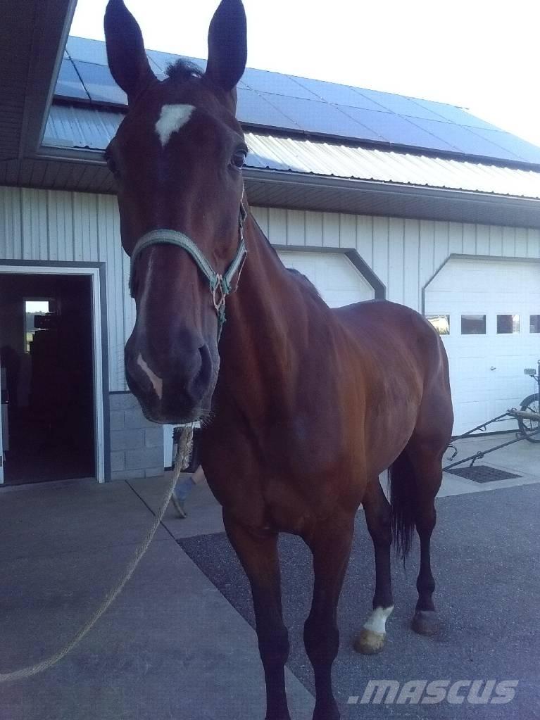  Standardbred Gelding Dojírny a dojicí zařízení