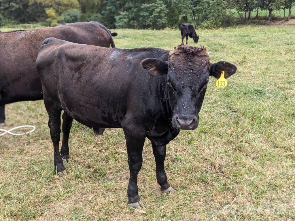 Bull (Organic Farm) Dojírny a dojicí zařízení