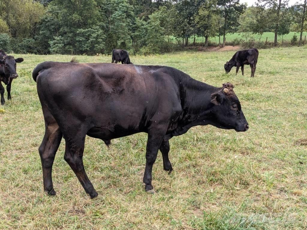 Bull (Organic Farm) Dojírny a dojicí zařízení