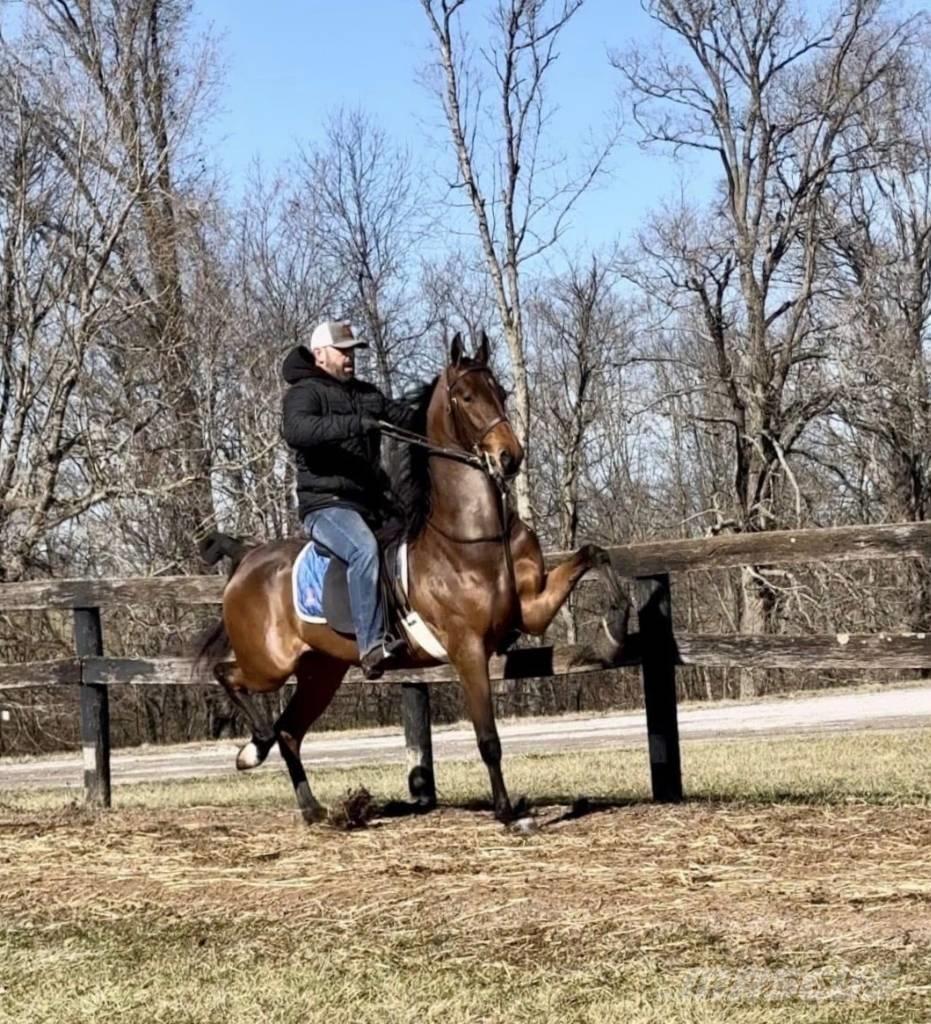  Horse Saddlebred Další stroje a zařízení pro chov zemědělských zvířat