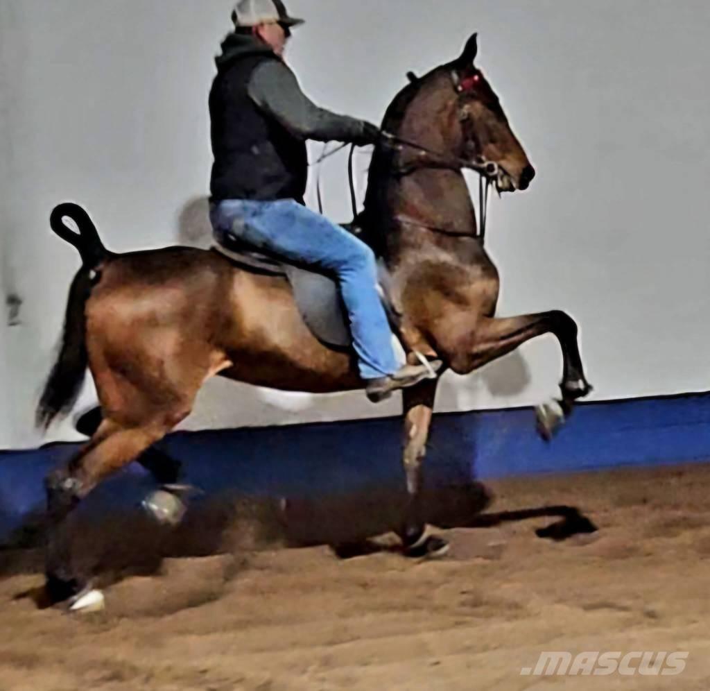  Horse Saddlebred Další stroje a zařízení pro chov zemědělských zvířat