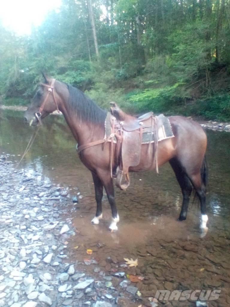  Horse Standaredbred Další stroje a zařízení pro chov zemědělských zvířat