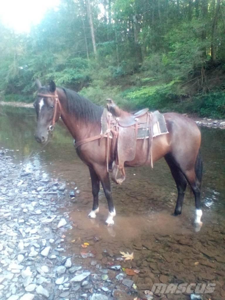  Horse Standaredbred Další stroje a zařízení pro chov zemědělských zvířat