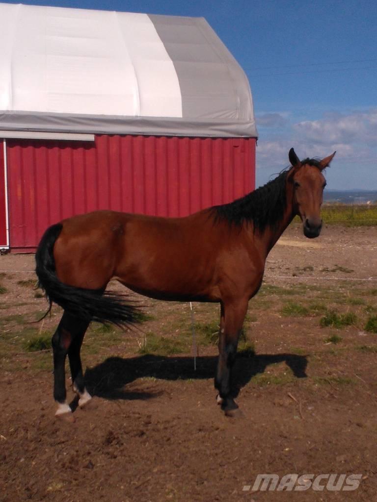  Horse Family Další stroje a zařízení pro chov zemědělských zvířat