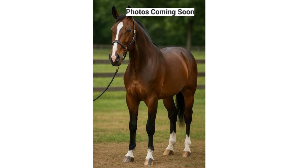  Horse Family Další stroje a zařízení pro chov zemědělských zvířat