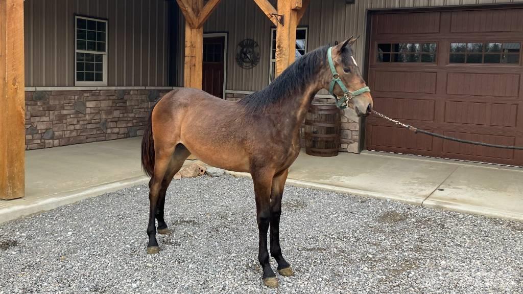 Morgan Filly Další příslušenství k traktorům
