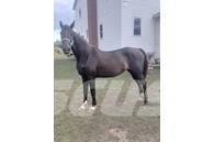  Horse Mare Další stroje a zařízení pro chov zemědělských zvířat