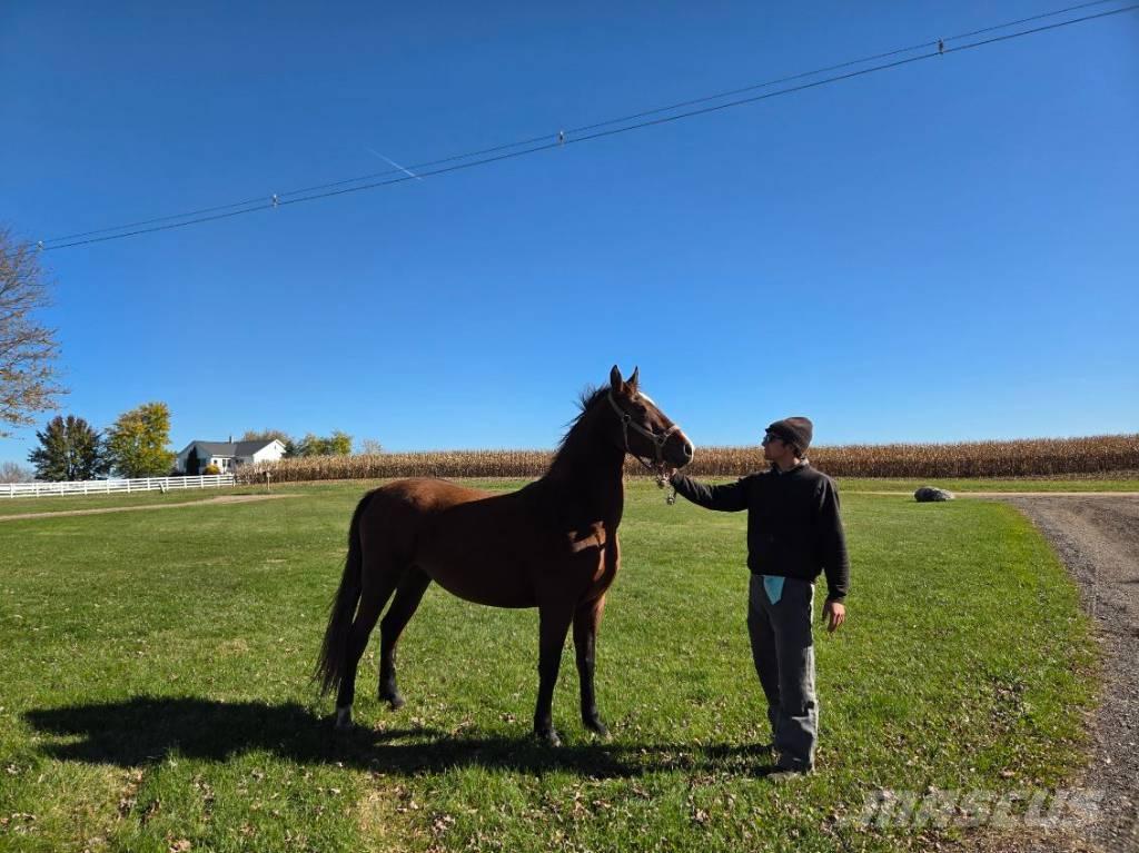  Horse Mare Další stroje a zařízení pro chov zemědělských zvířat