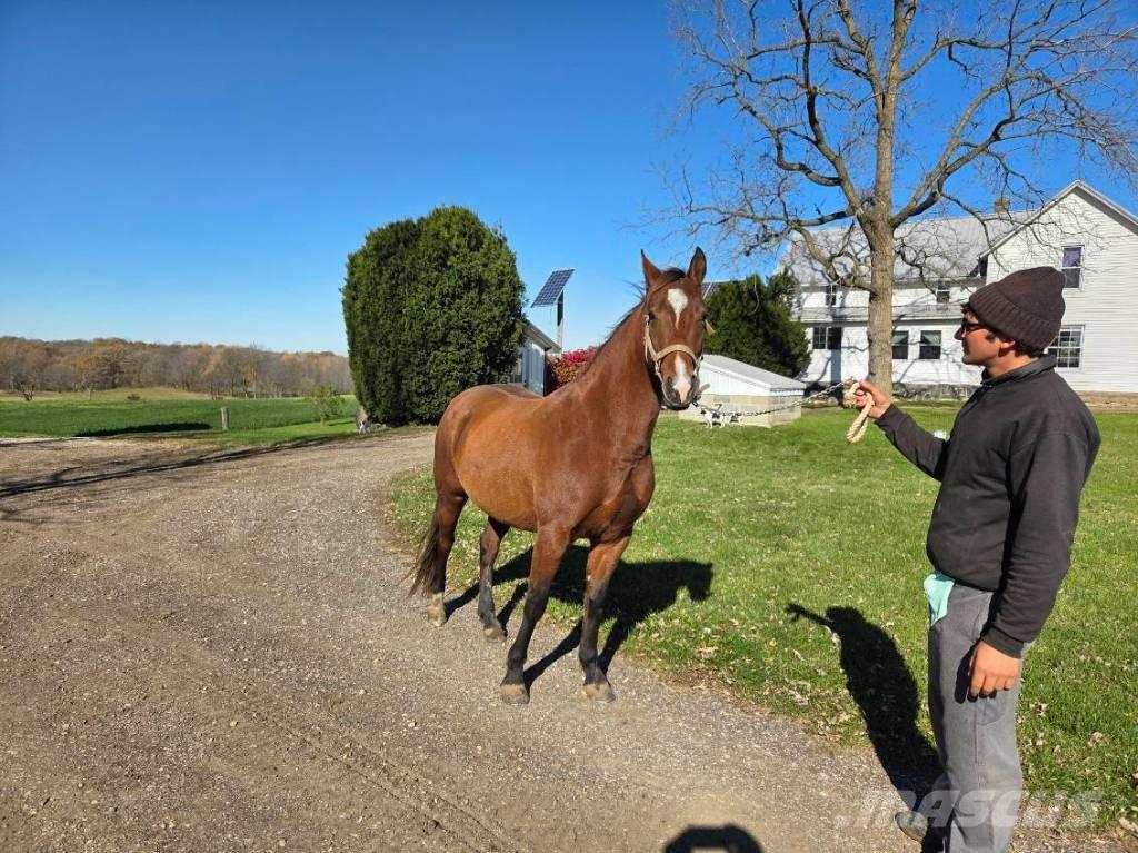  Horse Mare Další stroje a zařízení pro chov zemědělských zvířat