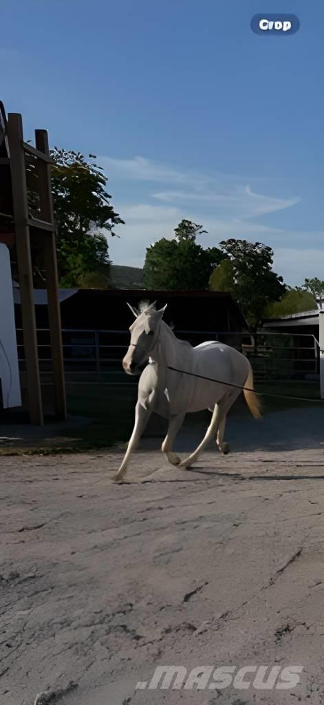  Horse Mare Další stroje a zařízení pro chov zemědělských zvířat