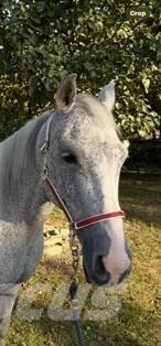  Horse Mare Další stroje a zařízení pro chov zemědělských zvířat