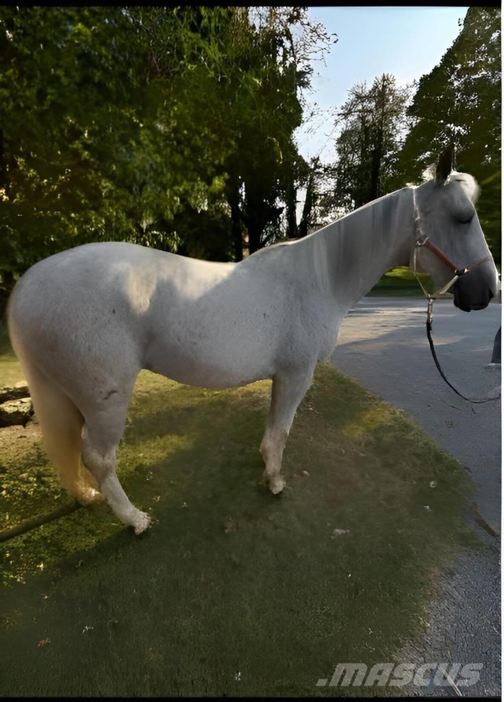  Horse Mare Další stroje a zařízení pro chov zemědělských zvířat