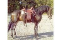  Horse Gelding Další stroje a zařízení pro chov zemědělských zvířat