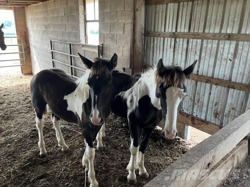  Horse Male Další stroje a zařízení pro chov zemědělských zvířat