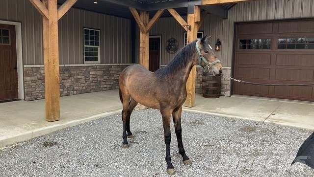 Morgan Filly Stavebnictví - ostatní