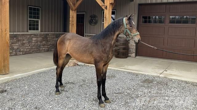 Morgan Filly Stavebnictví - ostatní