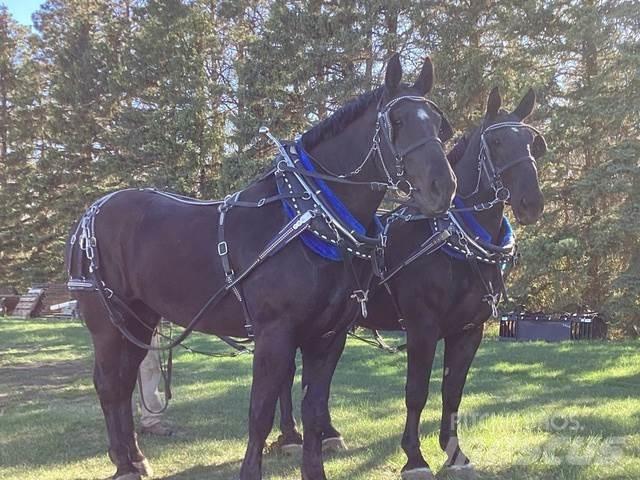  Percheron Team Stavebnictví - ostatní
